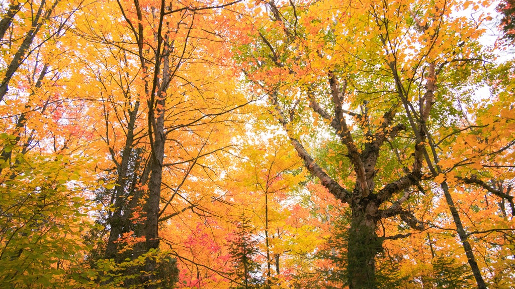 Summerlike weekend on tap in Twin Cities; fall returns early next week — WCCO / CBS Minnesota, White Bear Lake Community news