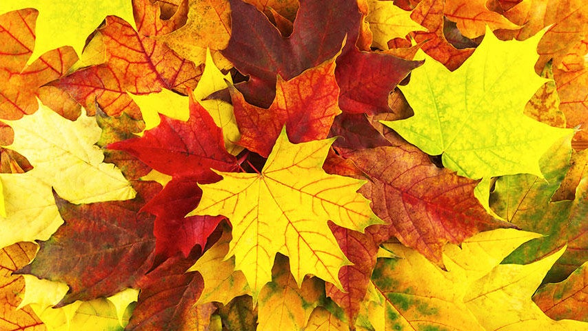 Cooler, quieter fall weather returns Tuesday in the Twin Cities — WCCO / CBS Minnesota, White Bear Lake Community news
