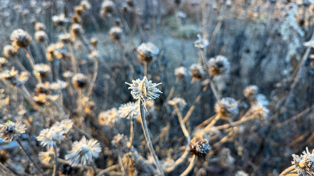 Breezy winds bring cool air to Minnesota, with first frost possible in the metro Friday night — WCCO / CBS Minnesota, White Bear Lake Sports news