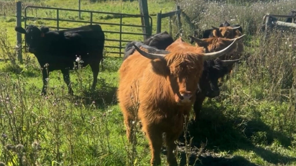 Minnesota farmer calls for thief to return nearly a dozen cows: "You're going to go to jail" — WCCO / CBS Minnesota, White Bear Lake Community news