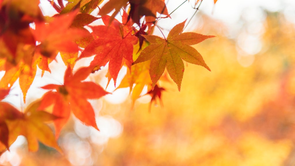 More sunny, mild late October weather in Minnesota Tuesday — WCCO / CBS Minnesota, White Bear Lake Business news