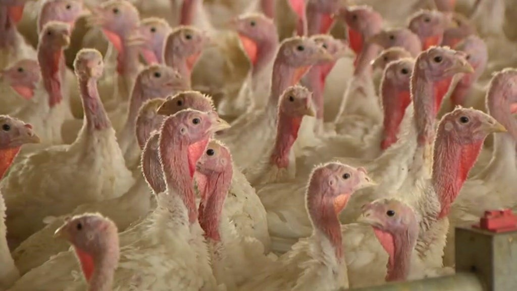 Bird flu confirmed in Barron County, Wisconsin, commercial poultry flock — WCCO / CBS Minnesota, White Bear Lake Real Estate news