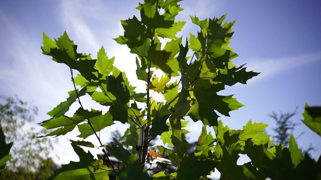 St. Paul city employees help plant trees at church in Rondo neighborhood — WCCO / CBS Minnesota, White Bear Lake Real Estate news