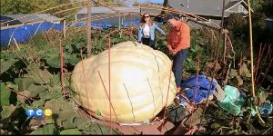 Meet Minnesota’s Pumpkin King — KSTP 5, White Bear Lake Community news