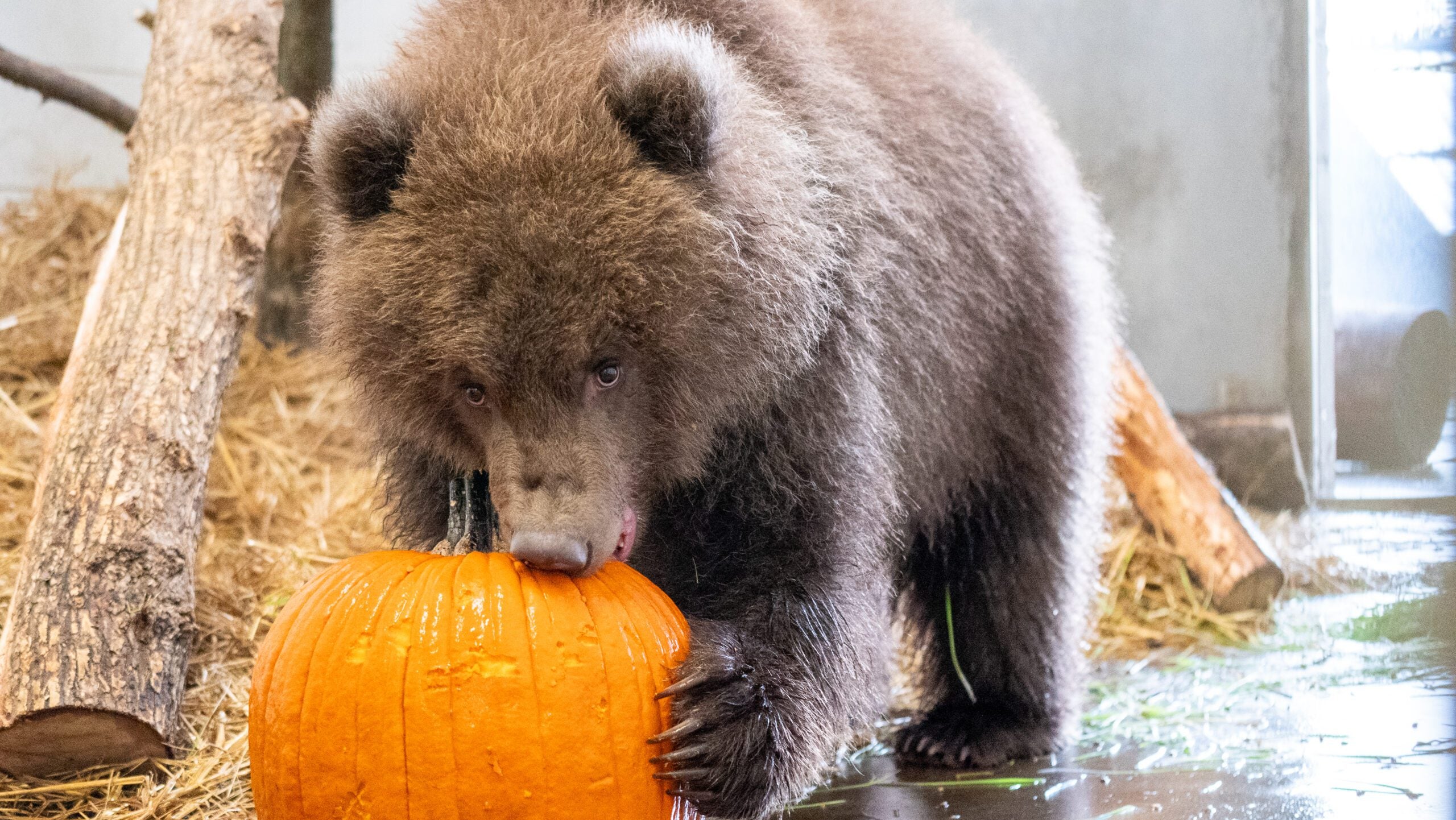 Minnesota Zoo welcomes 3 orphaned brown bear cubs rescued from Alaska — White Bear Lake Health news