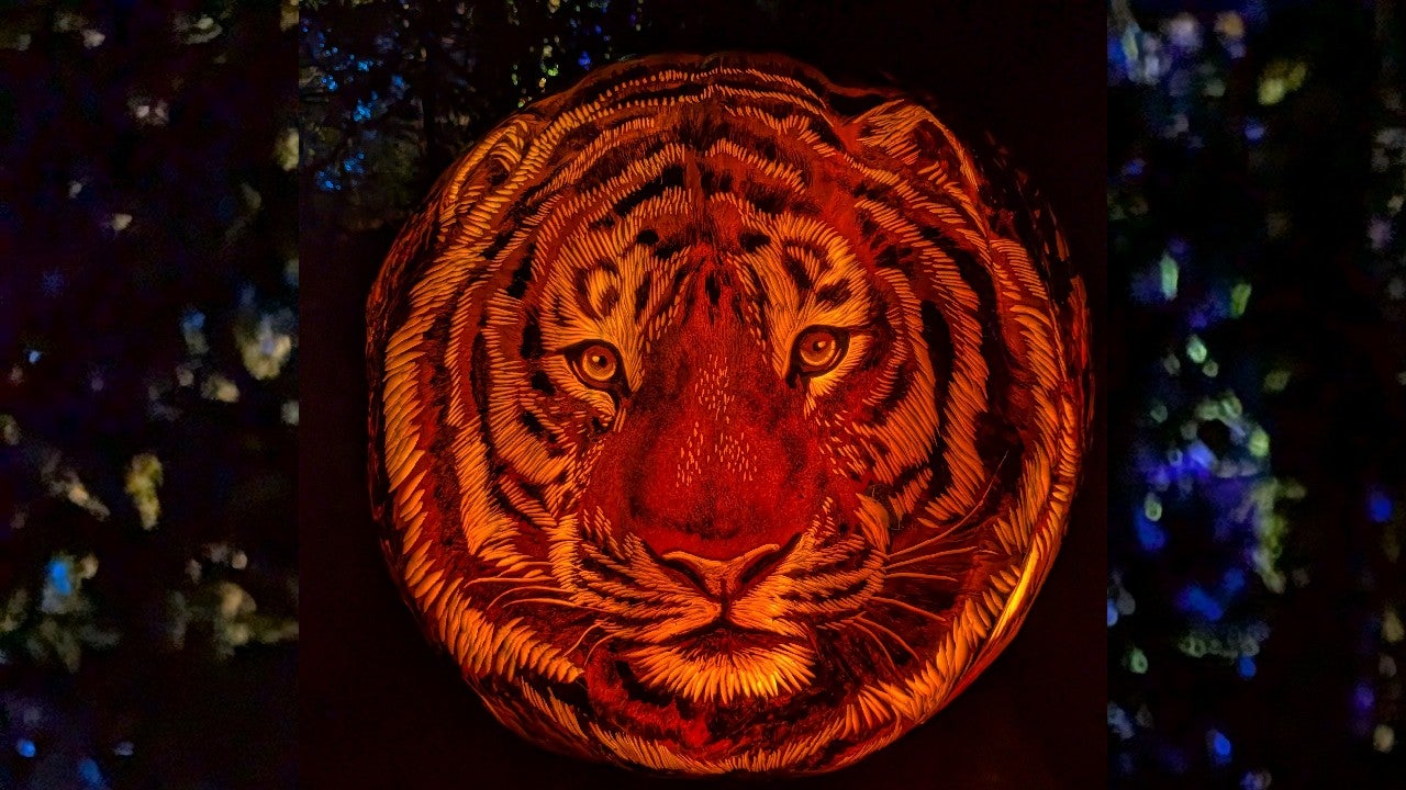 Behind the scenes of pumpkin carving at the Minnesota Zoo — KSTP 5, White Bear Lake Arts news