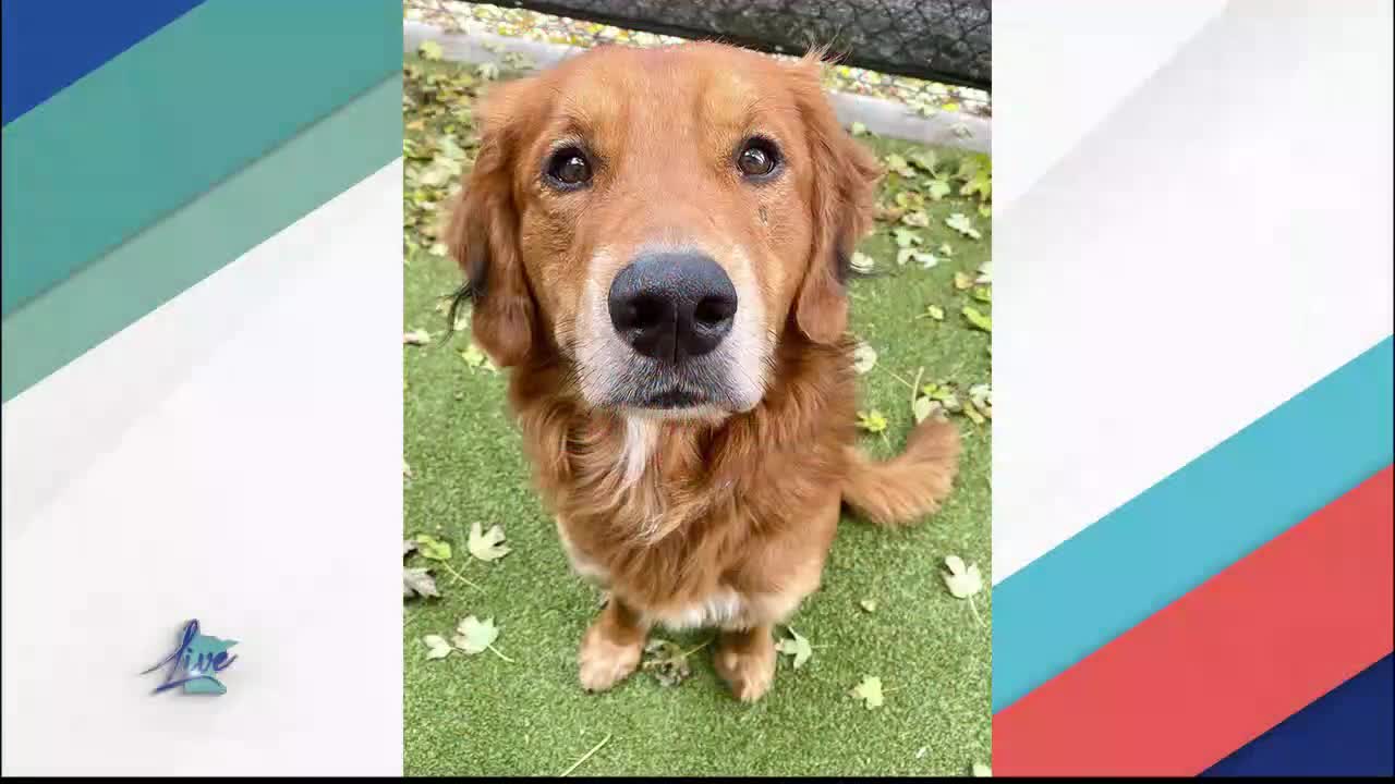 Adopt a Dog Month: Golden Retrievers — KSTP 5, White Bear Lake Community news