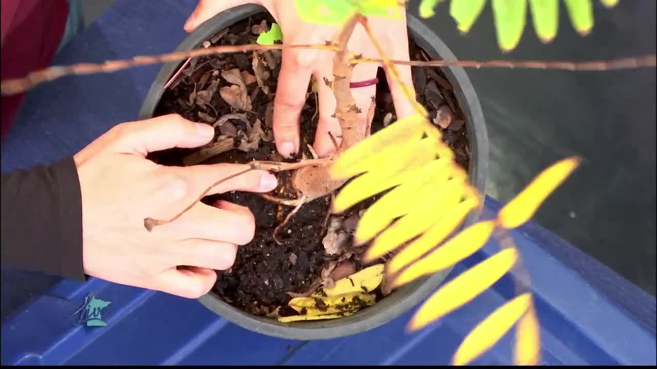 Tips for Planting Trees — KSTP 5, White Bear Lake Community news