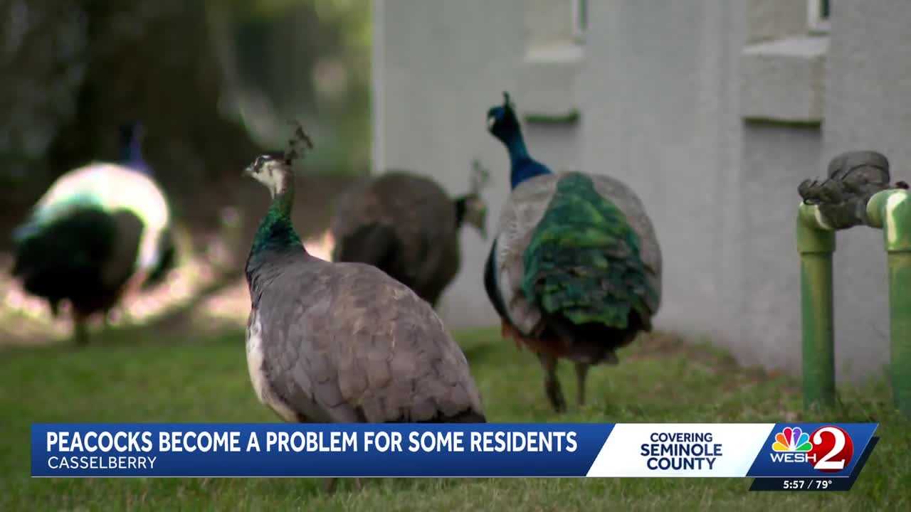 Peacocks vs. property owners: Casselberry rethinks peacock protections amid property damage complaints — WESH 2 Orlando, White Bear Lake Real Estate news