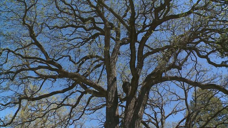 How to keep your oak trees healthy — KARE 11 Local, White Bear Lake Health news