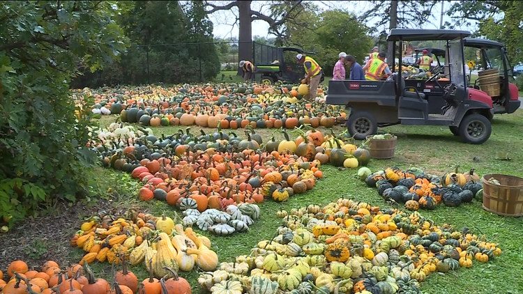 Pumpkin 101: Best to cook, carve & display — KARE 11 Local, White Bear Lake Community news