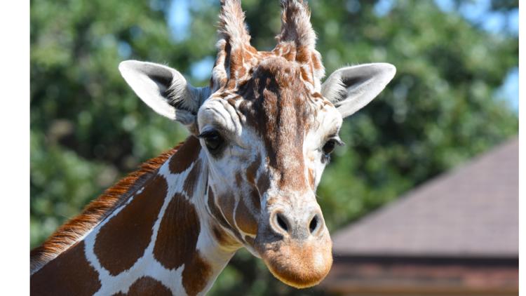 Como Zoo mourns loss of beloved giraffe, 'Skeeter' — White Bear Lake Community news