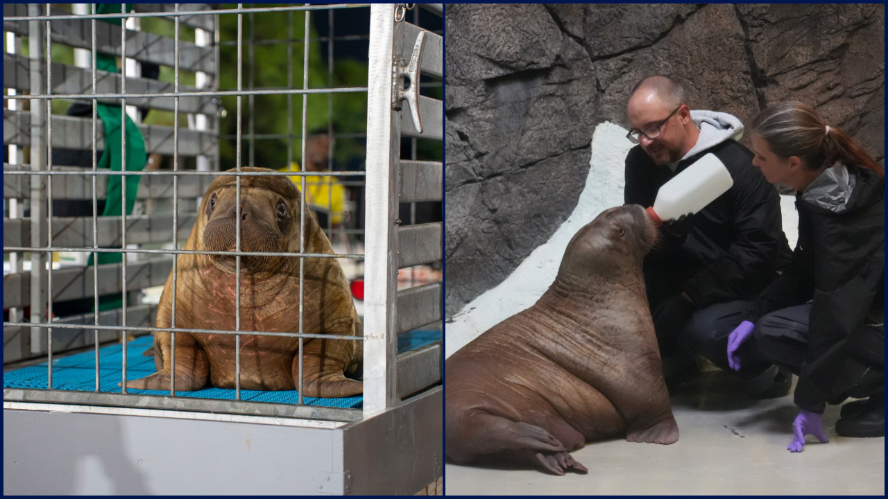 Orphaned baby walrus in Alaska flown 4,800 miles to new home in Florida — FOX 9, White Bear Lake Community news