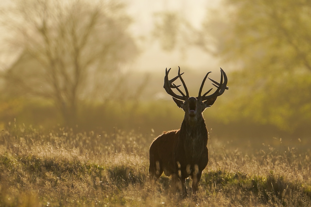 Deer-related crashes spike in the fall. Here's why. — FOX 9, White Bear Lake Sports news