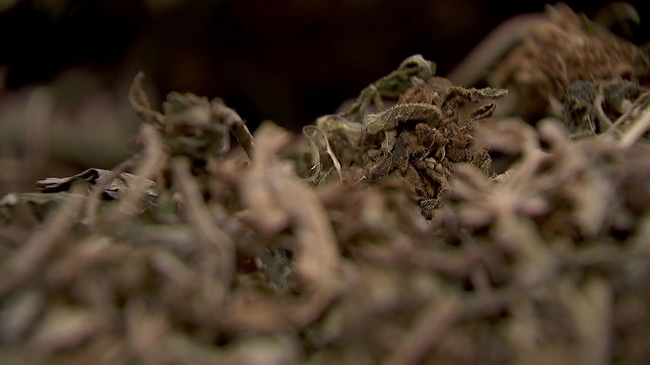 Hemp THC deadline hits $200 million industry, leads to layoffs, but liquor stores may maintain — FOX 9, White Bear Lake Business news