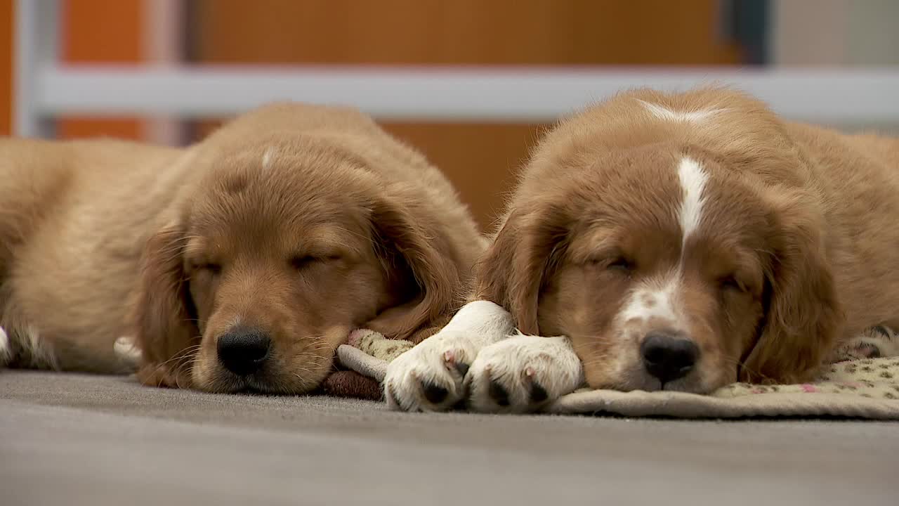 36 dogs rescued from unlicensed breeder in Cass County — White Bear Lake Community news