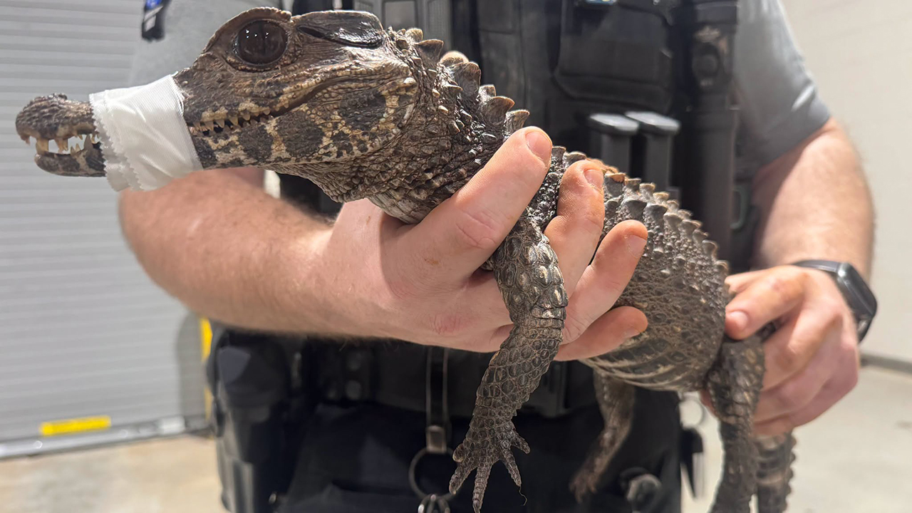 Watch: Deputies in Oklahoma capture escaped caiman after months on the loose — FOX 9, White Bear Lake Community news